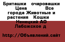 Бриташки - очаровашки.  › Цена ­ 3 000 - Все города Животные и растения » Кошки   . Ненецкий АО,Лабожское д.